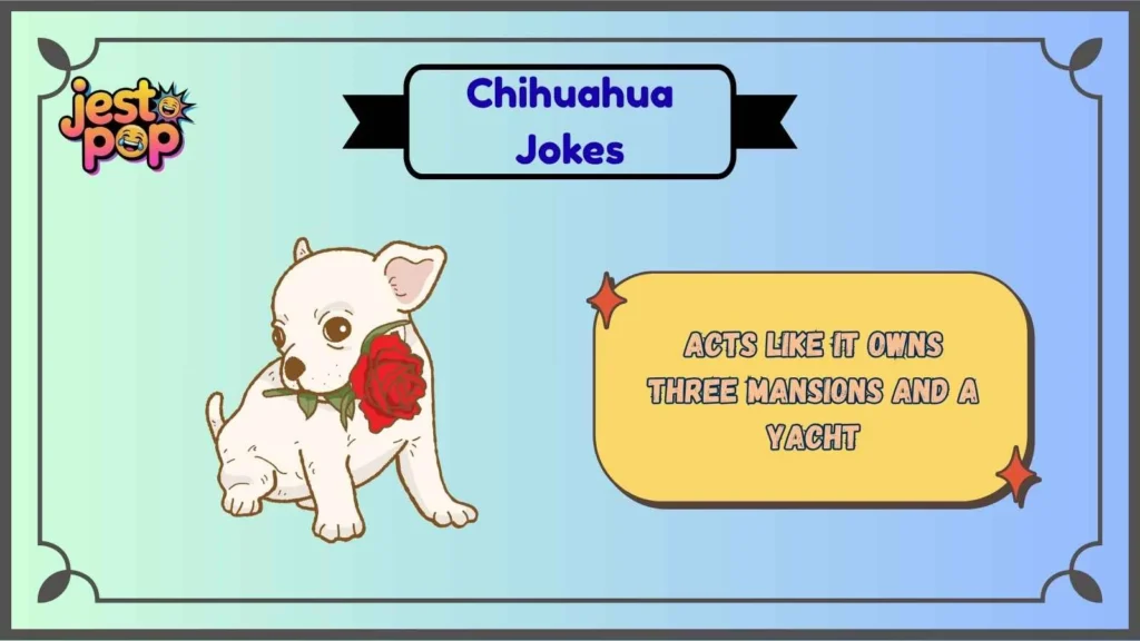 Chihuahua Attitude Jokes That Bite Back