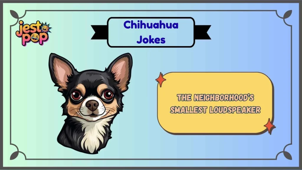 Chihuahua Bark Jokes That Echo Everywhere
